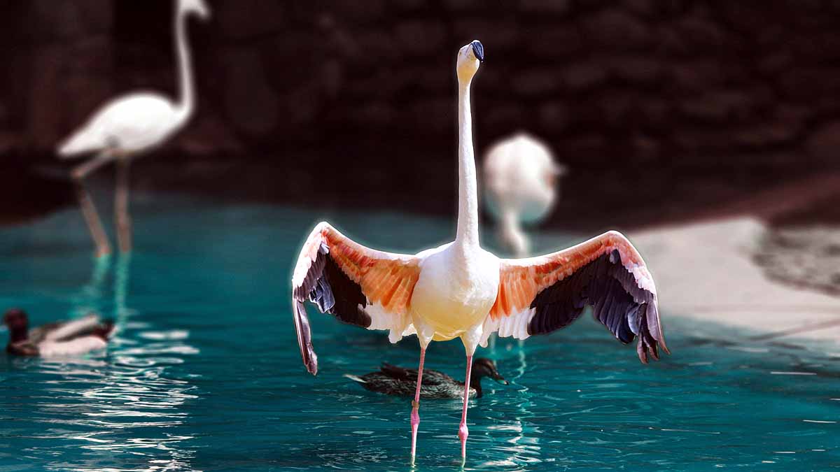 Birds Break Ups & Divorce