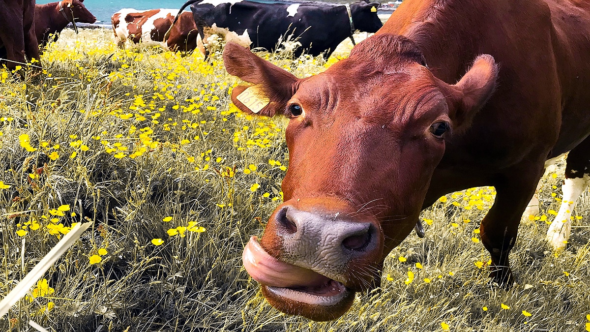 Cow Munching Hemp