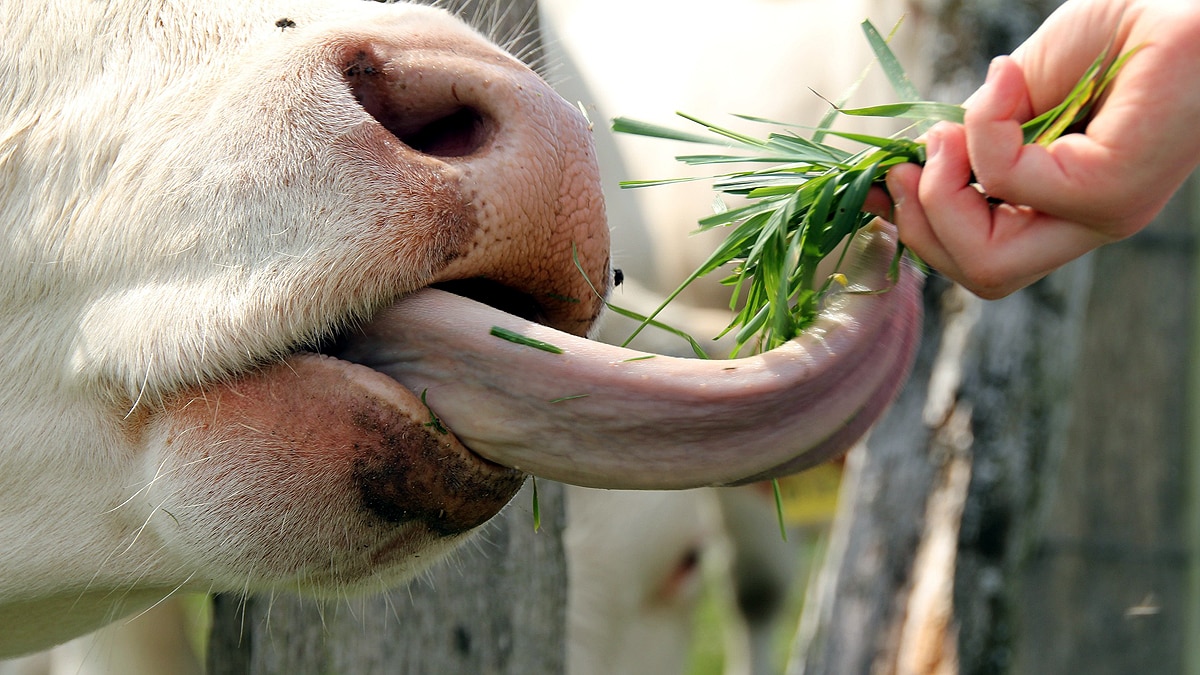 Cow Munching Hemp