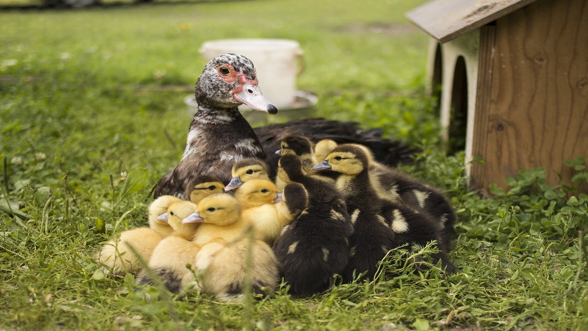 Duck farming news