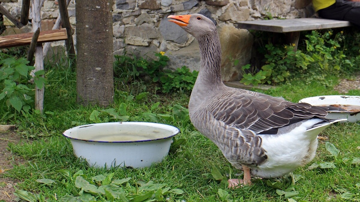 Duck farming tips
