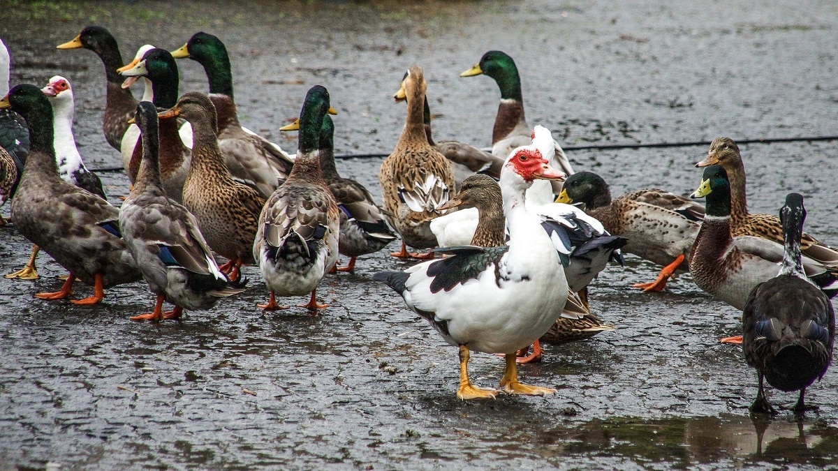 Duck farming Images