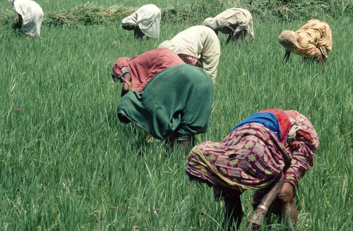 PM Kisan yojana contact details ( Pic credit: Gettty)