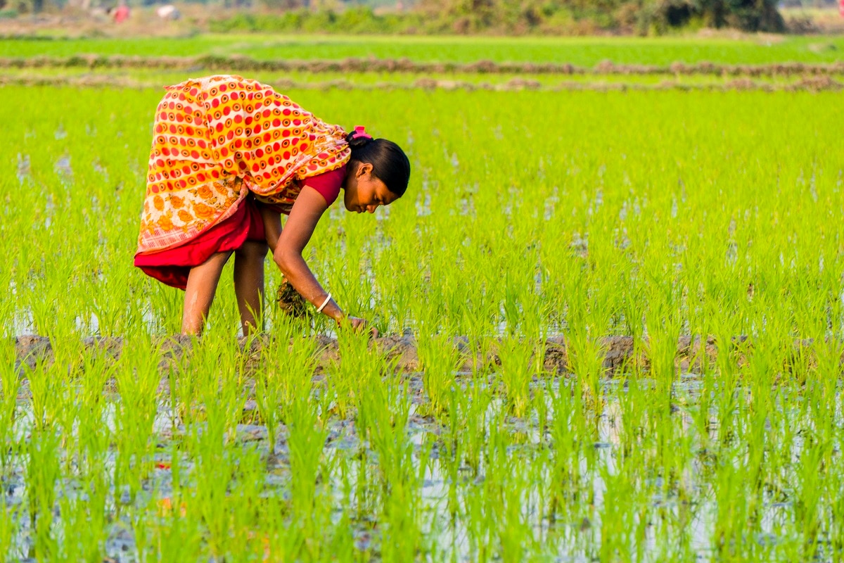 PM Kisan Samman Nidhi Yojana (Pic credit: Getty)