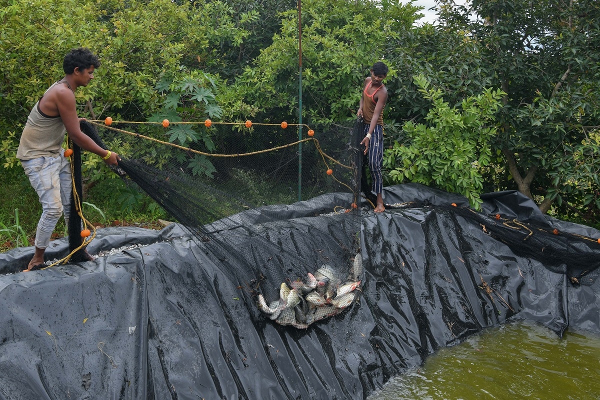 Fish farming tips care