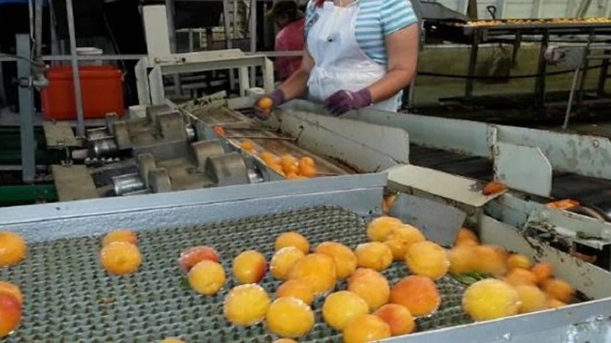 फूड प्रोसेसिंग ट्रेनिंग