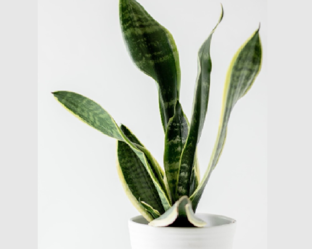 प्रदूषकों को हटाता है