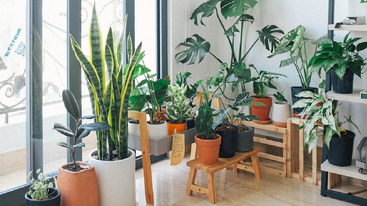 Snake Plants Benefits