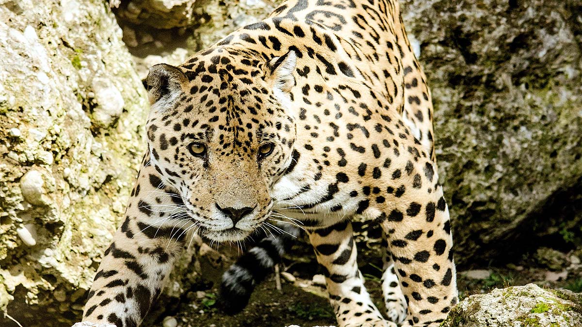 International Jaguar Day