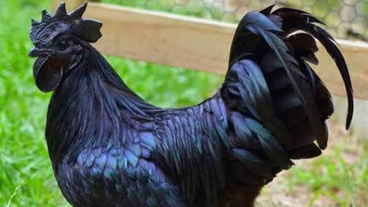 kadaknath ( Pic credit: Getty Images)