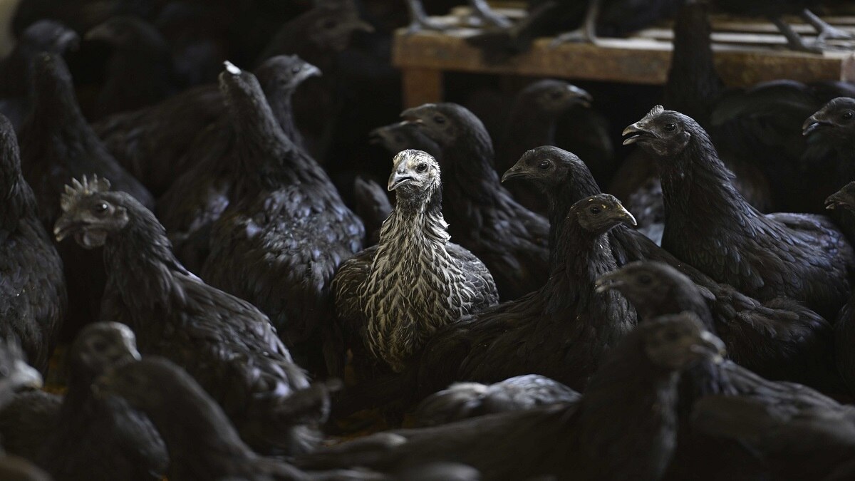 kadaknath ( Pic credit: Getty Images)