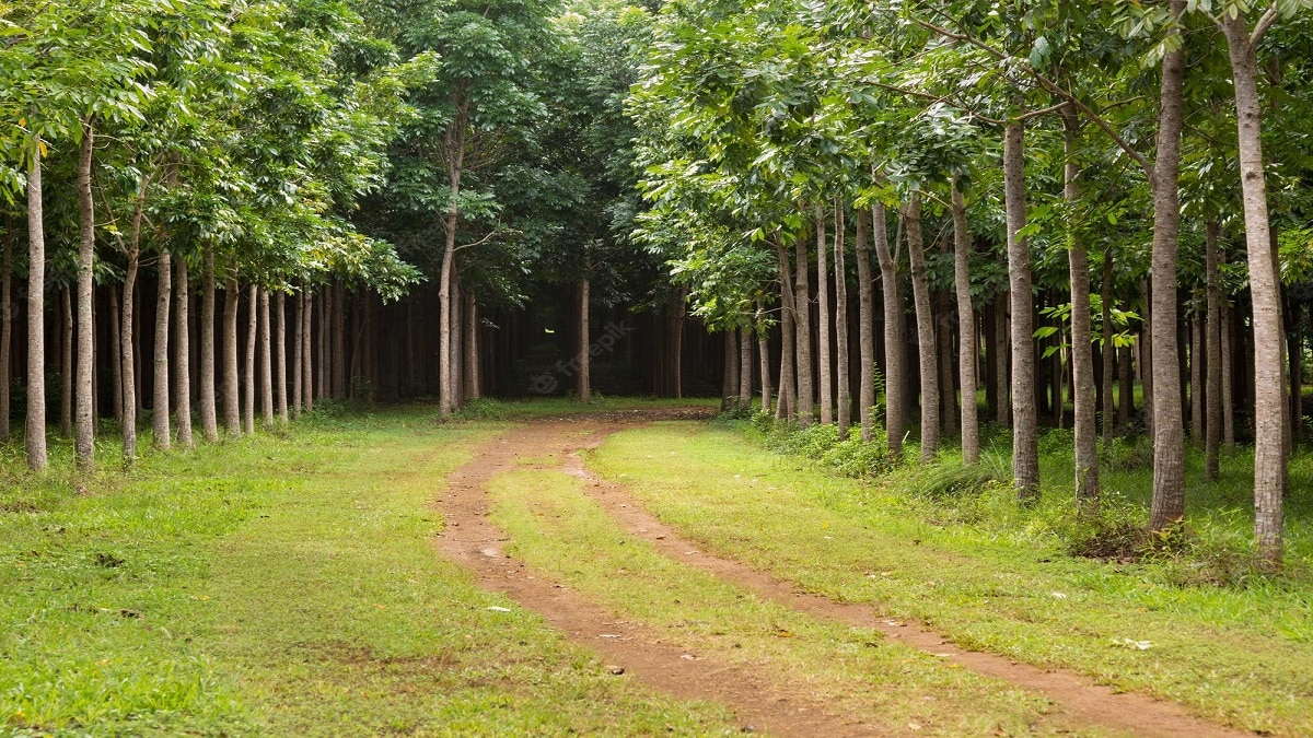 Mahogany Farming Benefits