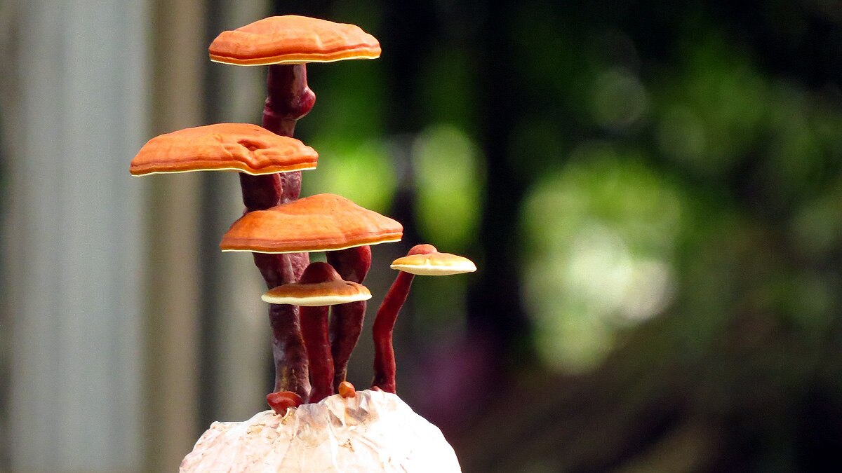 Computer Chips Mushroom Skin