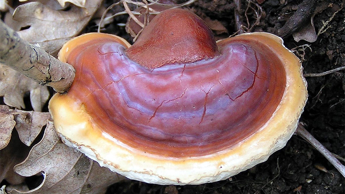 Computer Chips Mushroom Skin