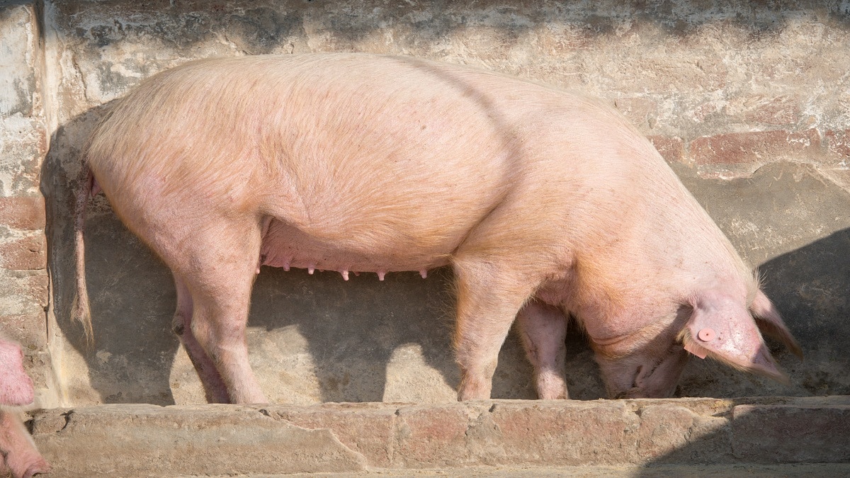 Pig farming news (Pic credit: Getty)
