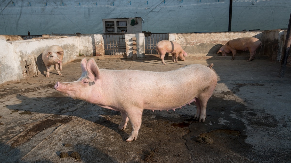 Pig farming news in India (Pic credit: Getty)