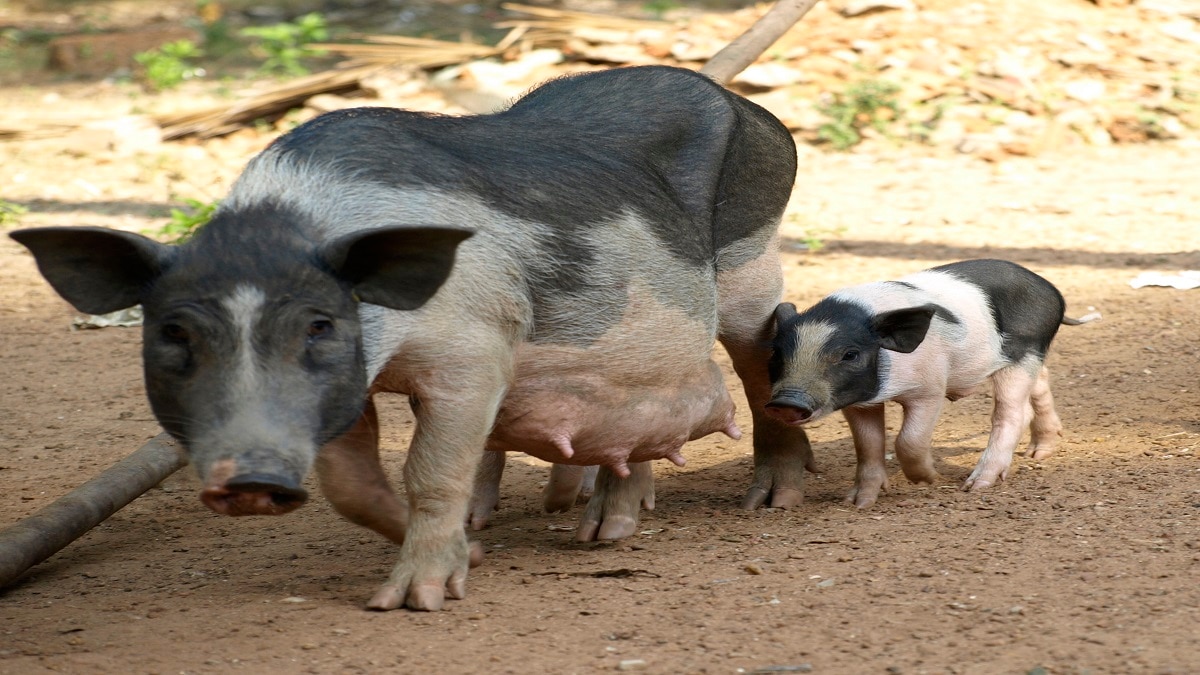 Pig Farming in India (Pic credit: Getty)