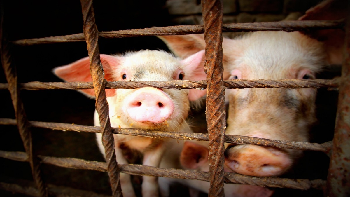 Pig Farming idea (Pic credit: Getty)