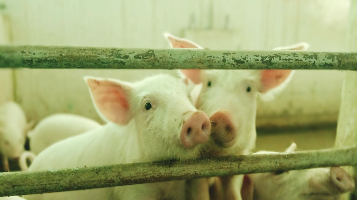Pig farming types (Pic credit: Getty)