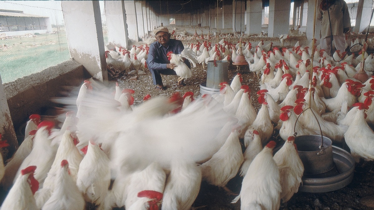Poultry farming news