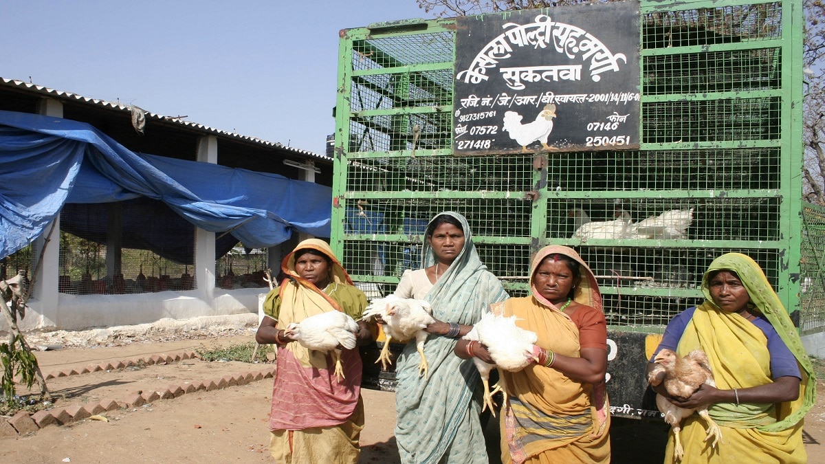 Poultry Farming News