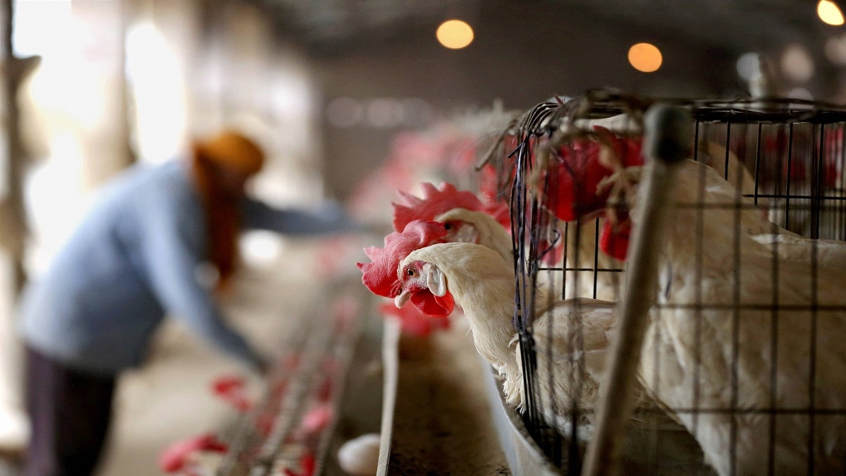 Poultry Farming tips and cares