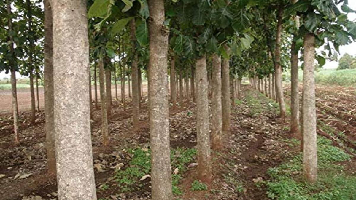 Sagwan Farming Benefits