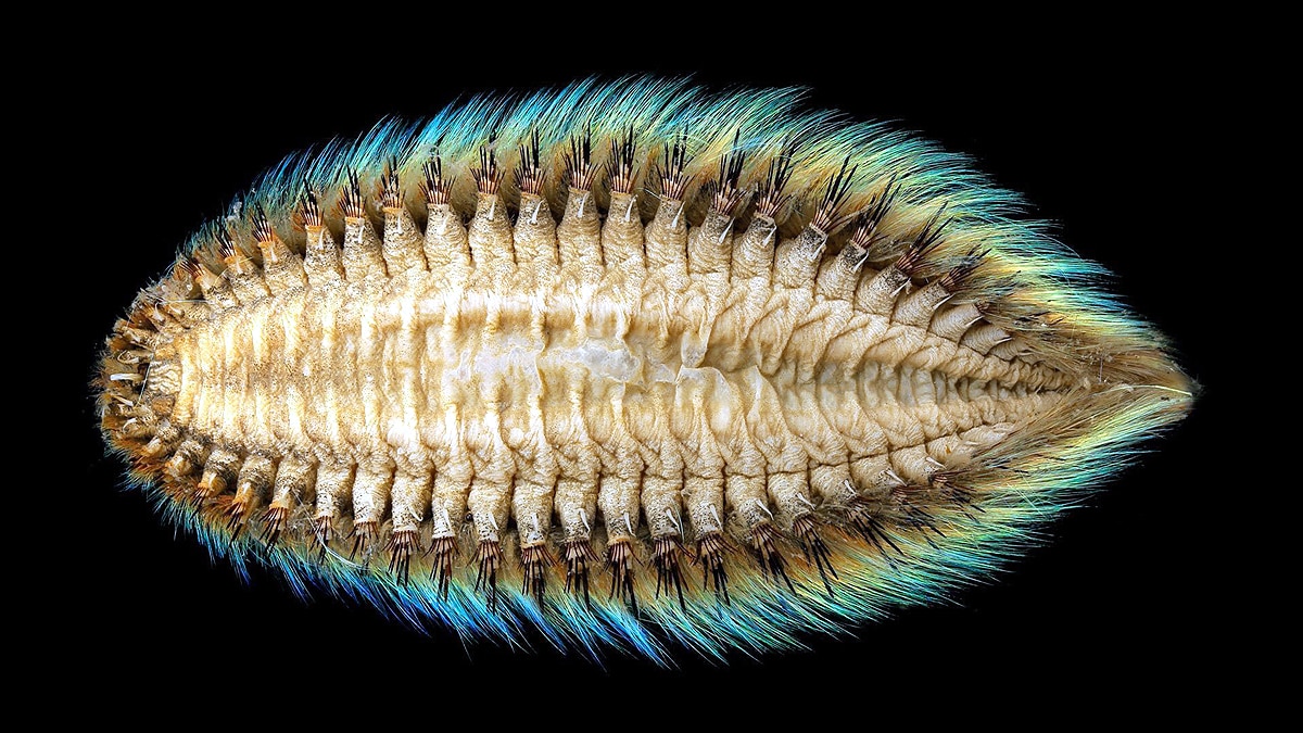 Green Alien Sea Mouse 