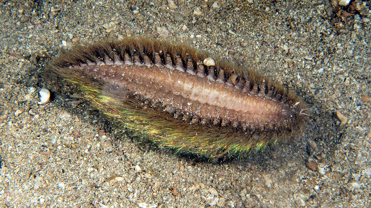 Green Alien Sea Mouse 