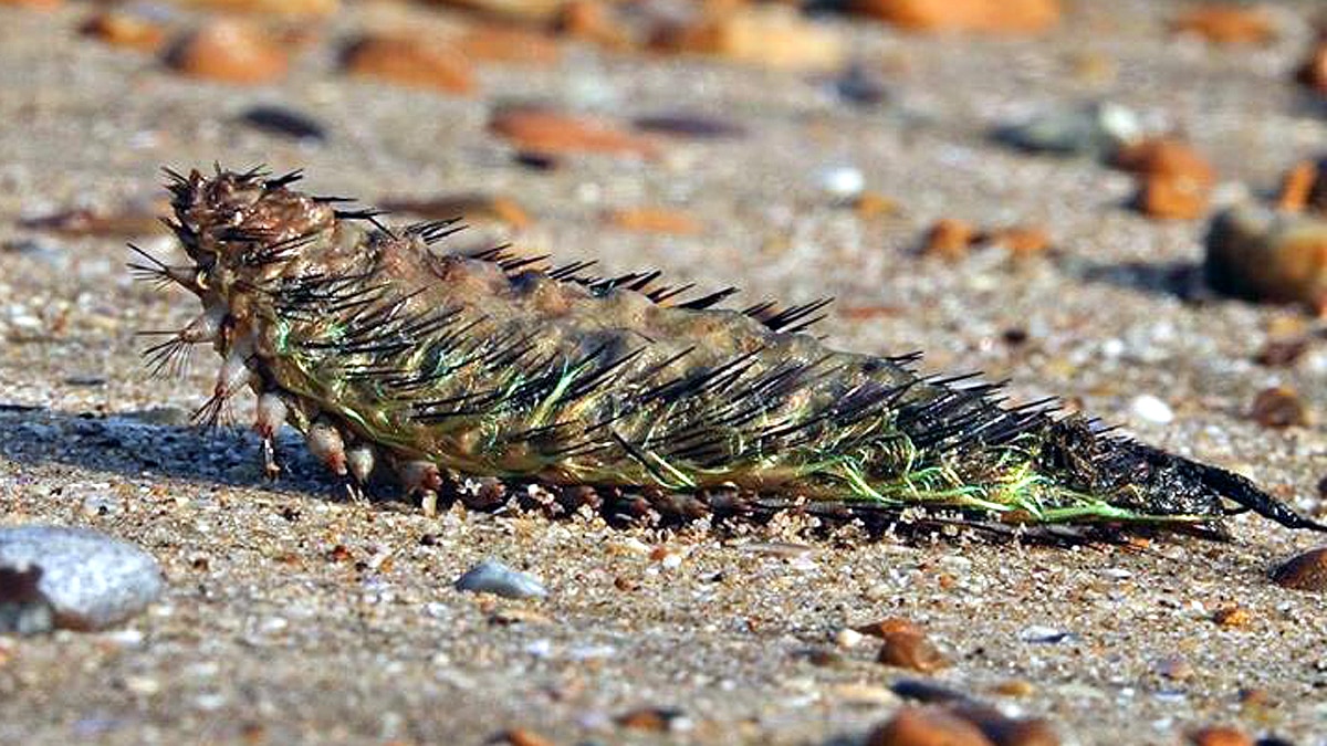 Green Alien Sea Mouse 