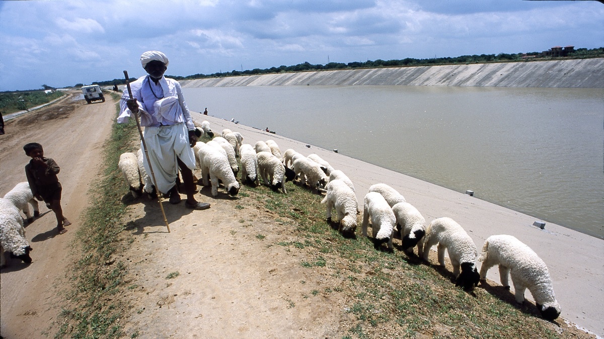 Sheep farming knowledge