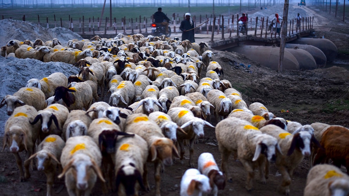 Sheep Farming in india