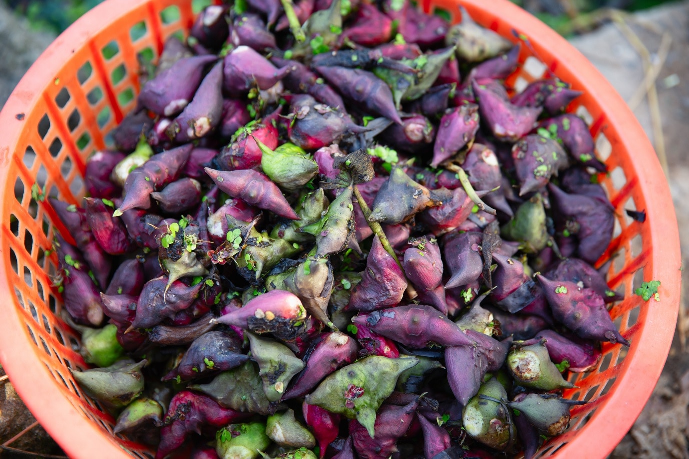 सिंघाड़े के आटे के फायदे (PC: Getty Images)