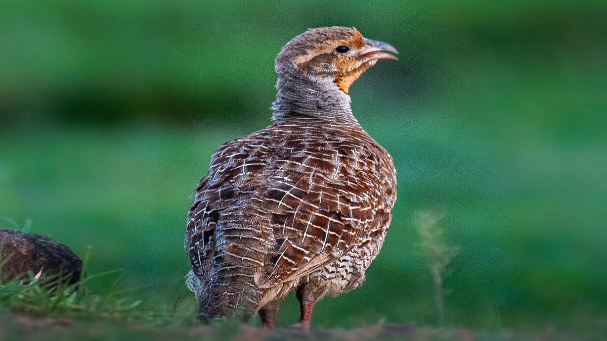  Teetar palan business