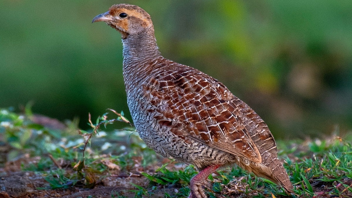 teetar palan benefits