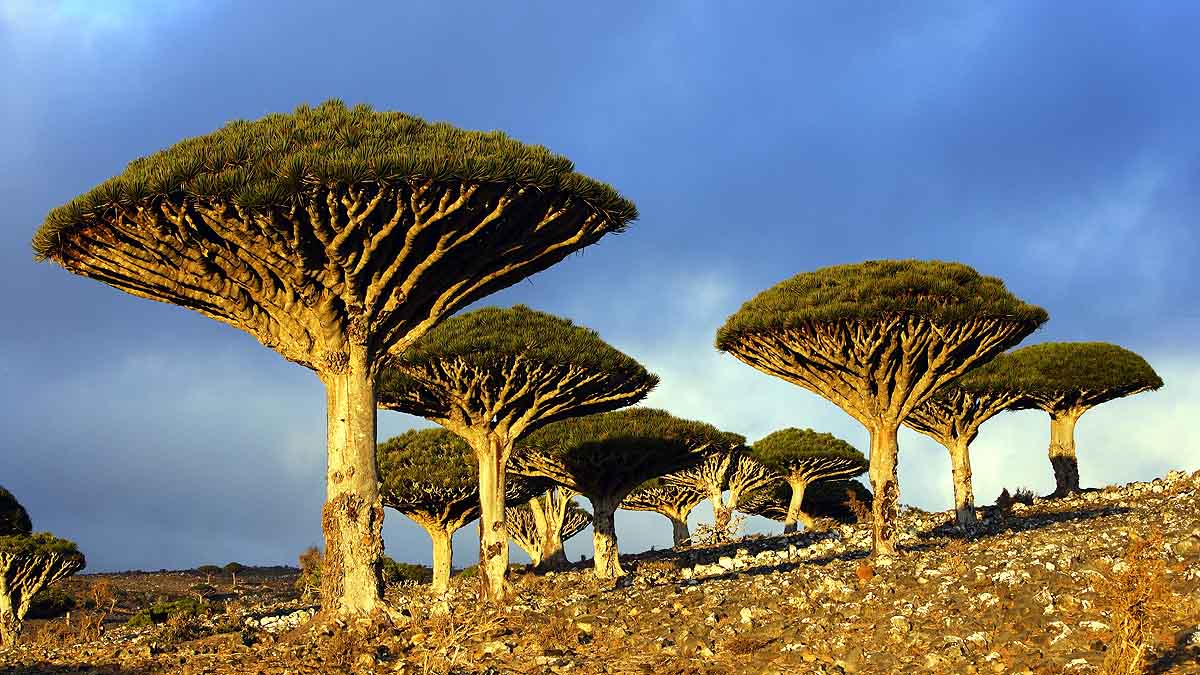 Avatar's Pandora Like Places on Earth