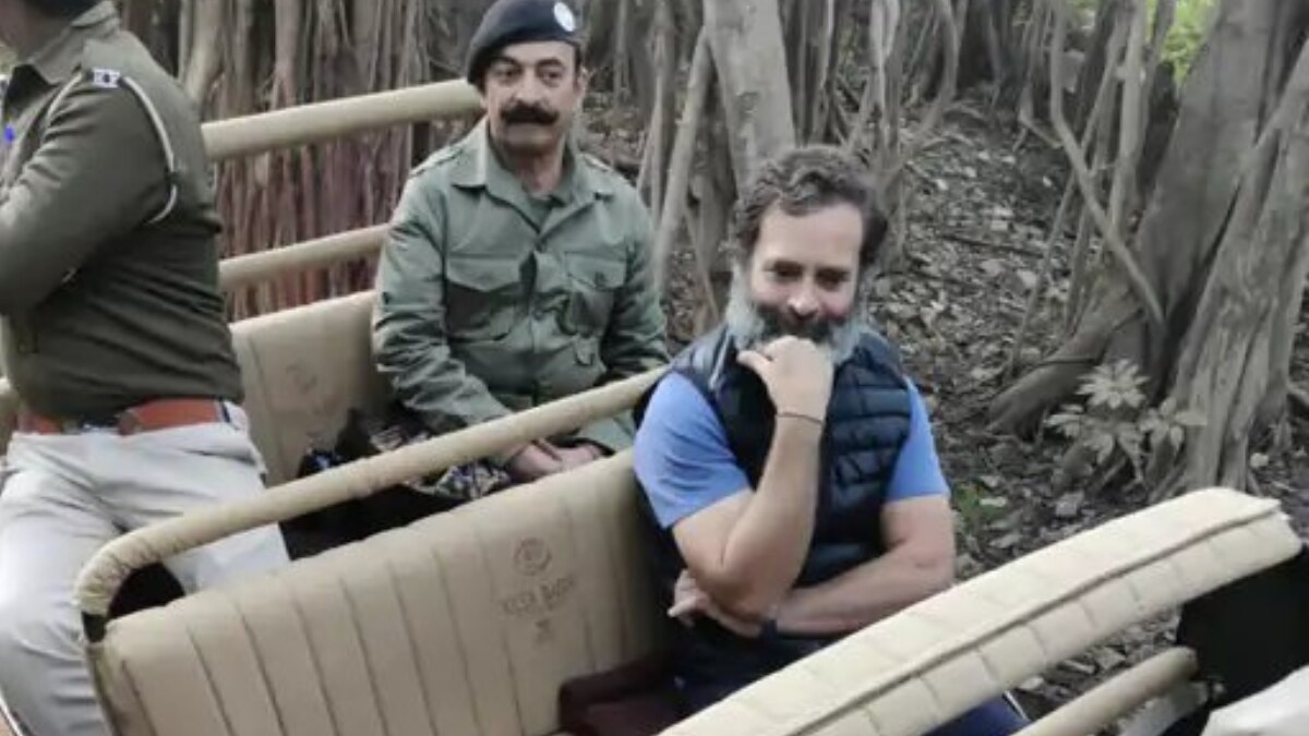 बाघों की अठखेलियां देखीं