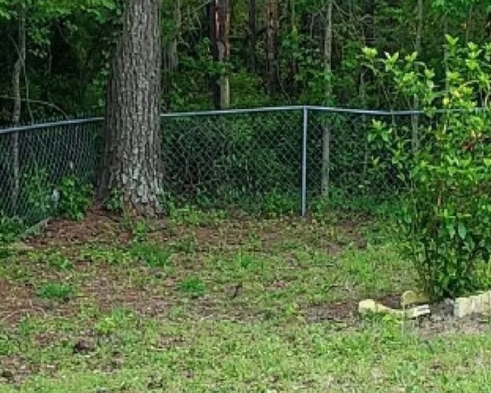 Cat hidden in forest (Photo-Bright side)