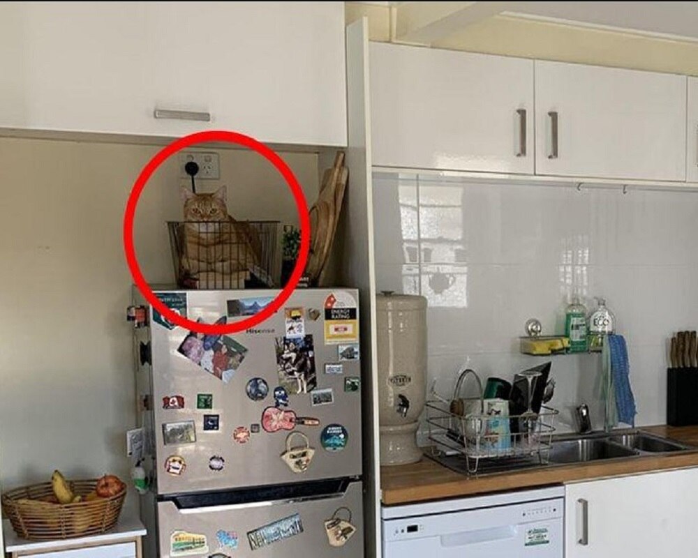 Cat found in Kitchen (Photo-Bright Side)