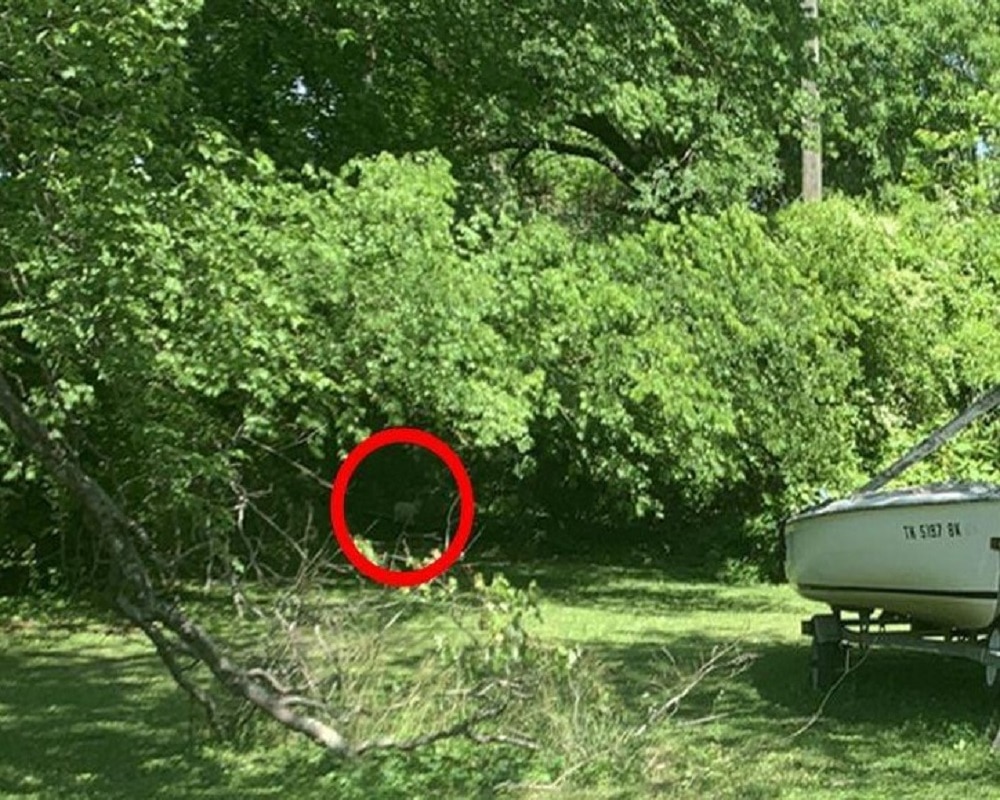 Cat found in forest (Photo-Bright Side)