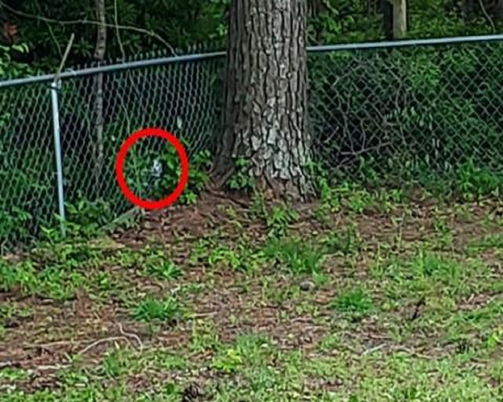 Cat found in forest (Photo-Bright side)