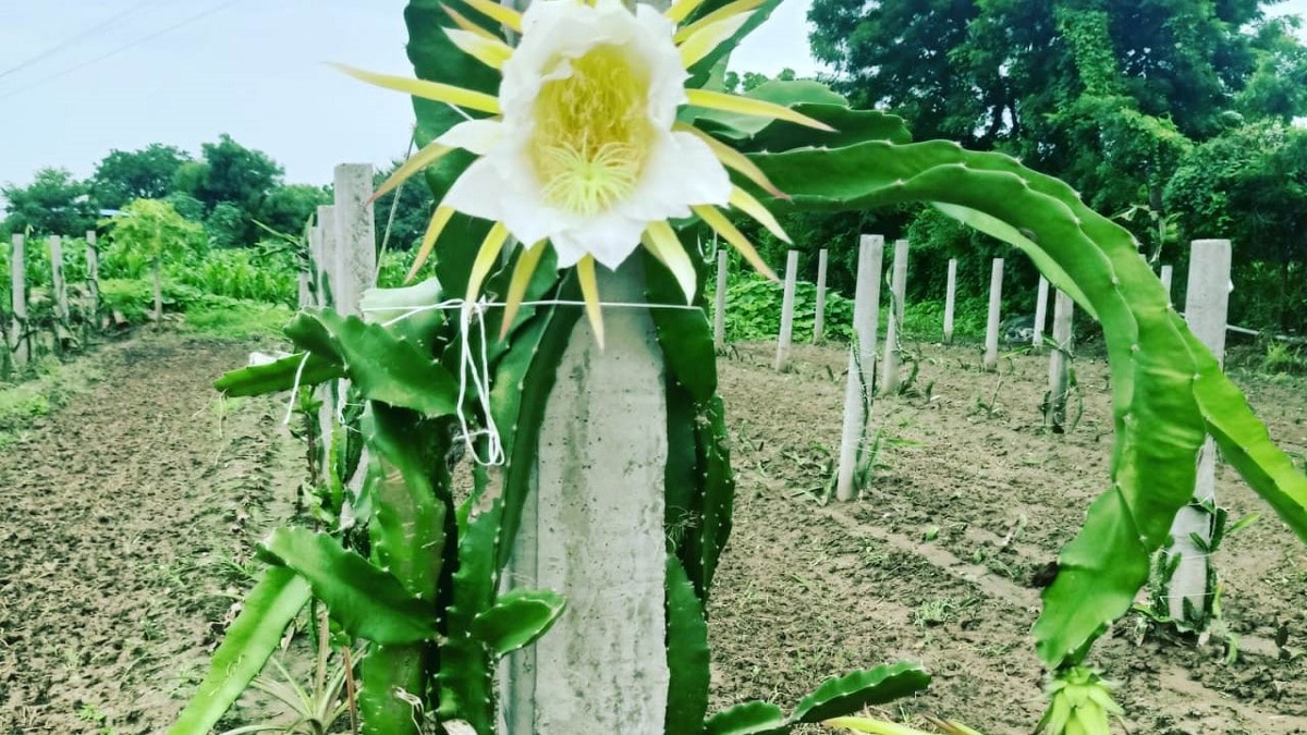 Dagon fruit production increase tips