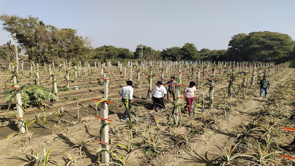 Dragon Fruit cultivation tips