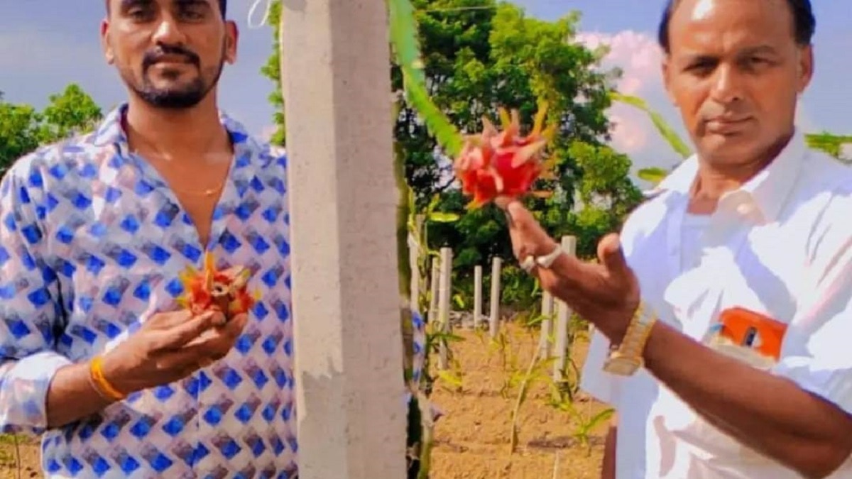 Dragon fruit farming information