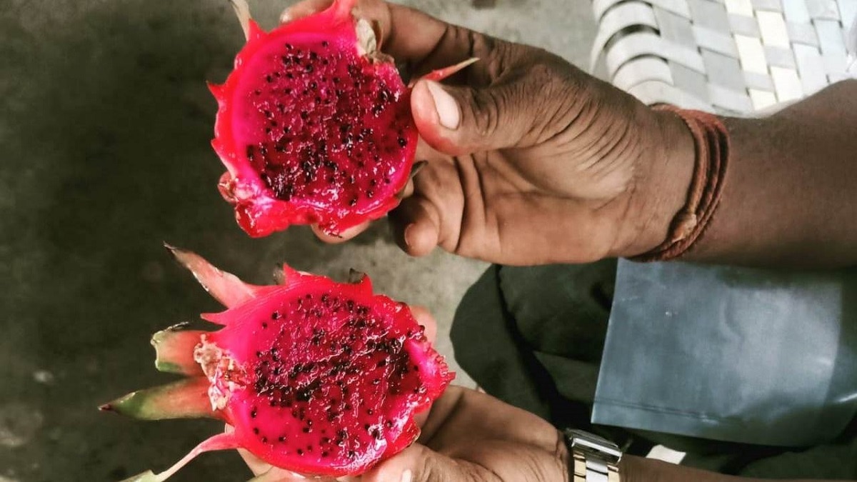 Dragon fruit cultivation 