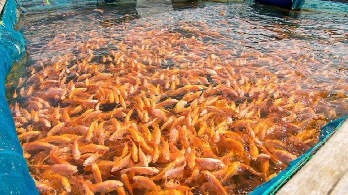 Farming of fish