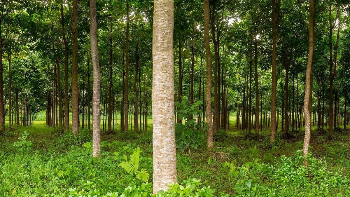 Trees against pollution