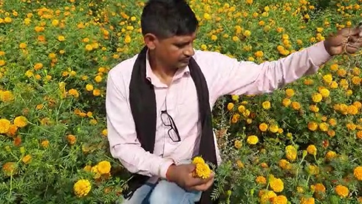 Marigaod farming news