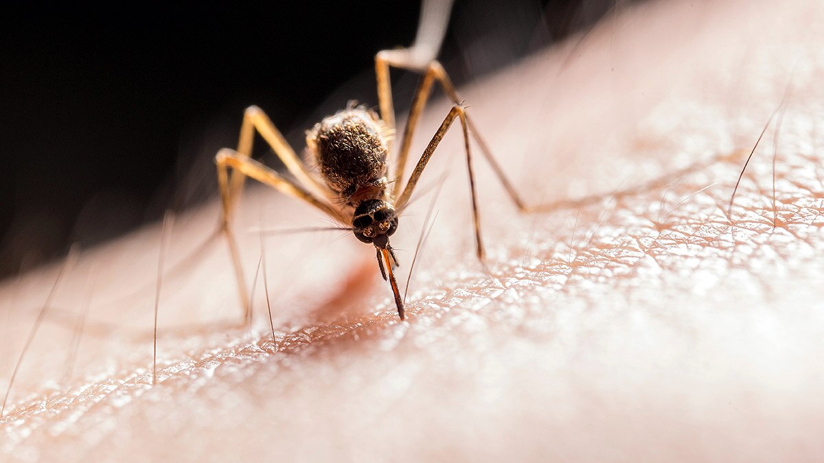 Viruses Discovered in 2022