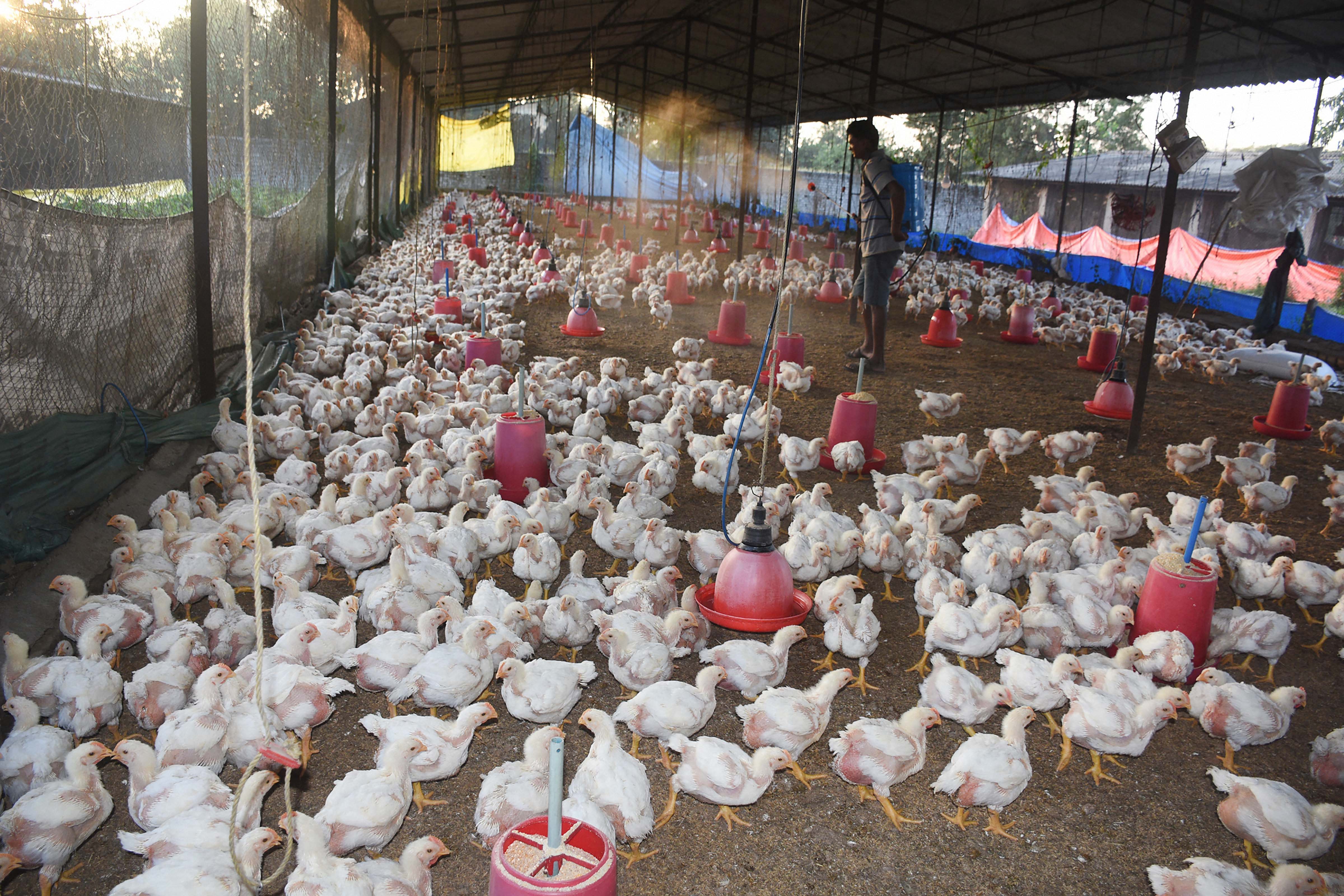 Poultry Farming